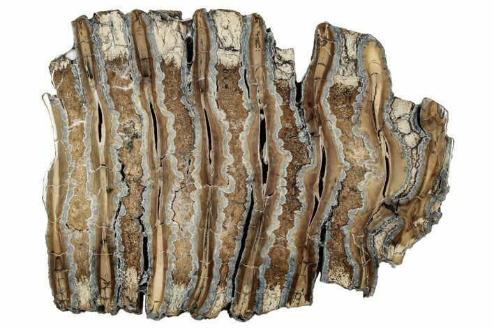 Polished Mammoth Molar Slice - South Carolina #333754